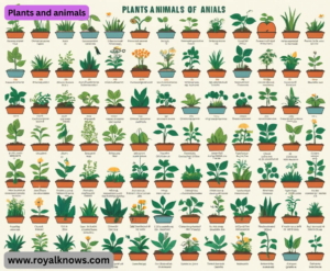 Plants and animals